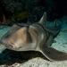 Port Jackson Shark - Photo (c) peterdavey, some rights reserved (CC BY-NC), uploaded by peterdavey