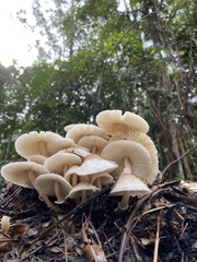 Leucoagaricus meleagris