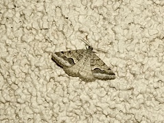 Frederickia s-signata