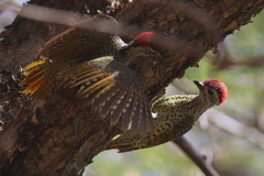 Campethera cailliautii