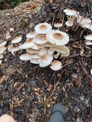Leucoagaricus meleagris