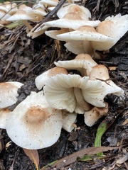 Leucoagaricus meleagris