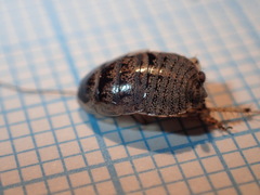 Phyllodromica