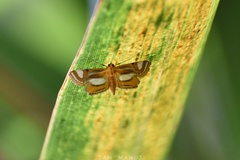 Agassiziella