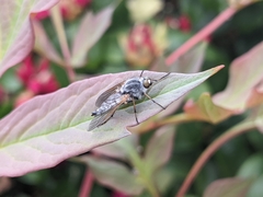 Pandivirilia