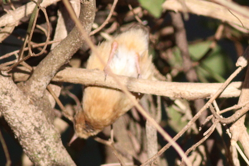Red-faced Crombec (Sylvietta whytii), photo 10