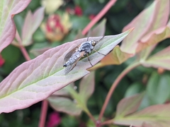 Pandivirilia