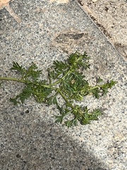 Lepidium didymum