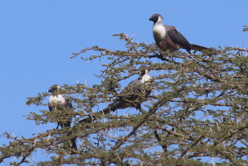 Bare-faced Go-away-bird (Crinifer personatus), photo 9