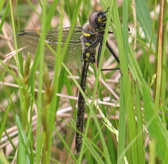 Somatochlora elongata