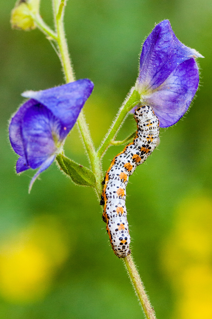 Purple-lined Sallow