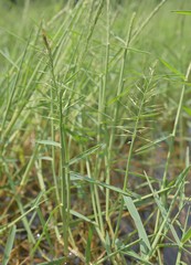 Pseudoraphis brunoniana