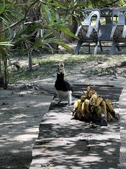 Anthracoceros albirostris