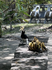 Anthracoceros albirostris