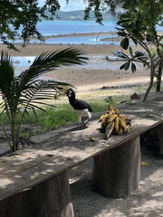 Anthracoceros albirostris