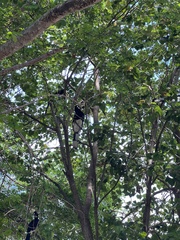 Anthracoceros albirostris