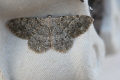 Dicrognophos sartata