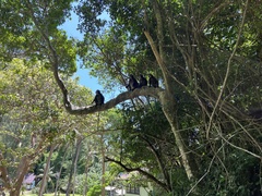 Trachypithecus obscurus