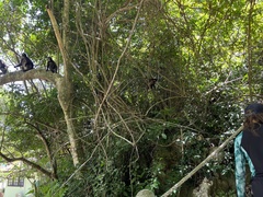 Trachypithecus obscurus