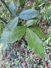 Quercus rysophylla