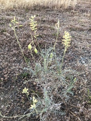 Astragalus asymmetricus