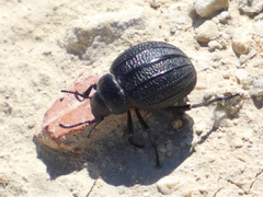 Pimelia bipunctata