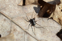 Pardosa