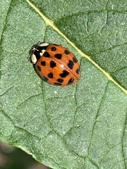 Harmonia axyridis