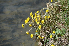Tussilago farfara