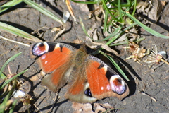 Aglais io