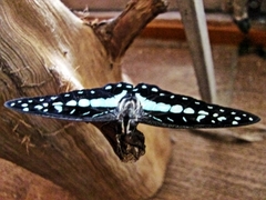 Graphium doson