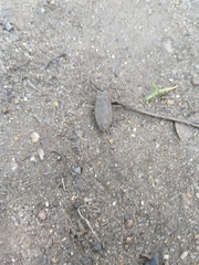 Nepa cinerea
