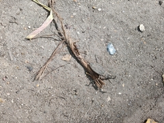 Nepa cinerea
