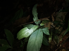 Stheneboea repudiosa