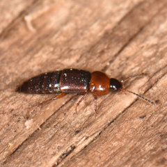 Tachinus corticinus