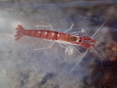 Athanas granti