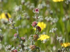 Cynoglossum cheirifolium