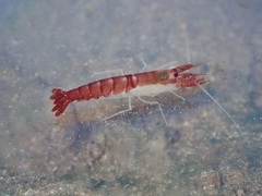 Athanas granti
