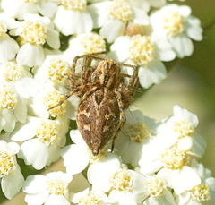 Oxyopes heterophthalmus