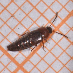 Tachinus corticinus