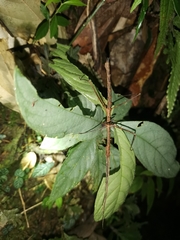 Stheneboea repudiosa