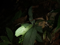 Stheneboea repudiosa