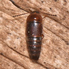 Tachinus corticinus