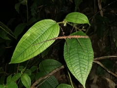 Stheneboea repudiosa