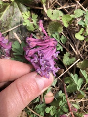 Corydalis solida