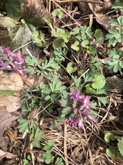 Corydalis solida