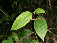 Stheneboea repudiosa