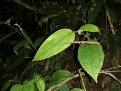 Stheneboea repudiosa