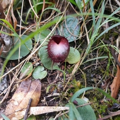 Corybas hispidus