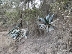 Agave atrovirens atrovirens